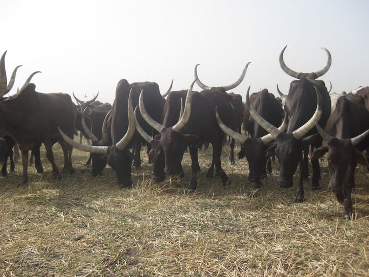 File 20171008 3228 10lazn2.jpg?ixlib=rb 1.1