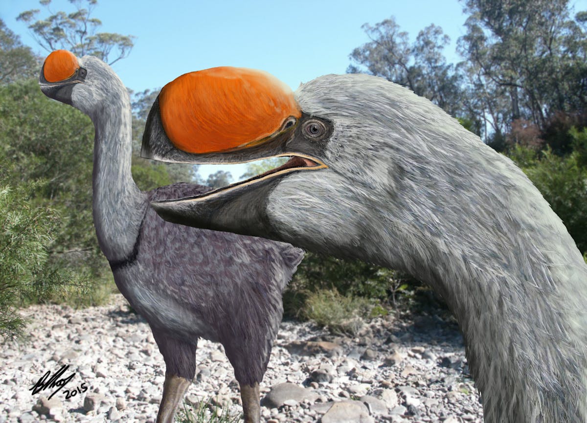 Lydig Gå glip af Prøve New research reveals the origin of Australia's extinct flightless giants,  the mihirung birds