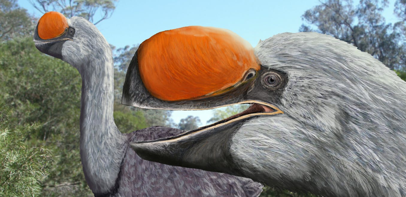 New research reveals the origin of Australia’s extinct flightless