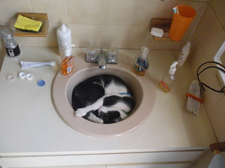 Les Chats Sont Ils Liquides Ou Comment J Ai Obtenu Le Prix Ig Nobel Animal Web Epoch Times Les Chats Sont Ils Liquides Ou Comment J Ai Obtenu Le Prix Ig Nobel Animal Web Epoch Times