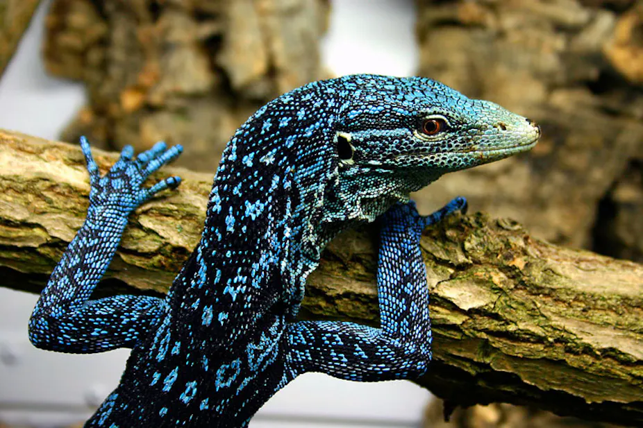 River Shark And Blue Goanna Among 1000 New Species Discovered In New Guinea river-shark-and-blue-goanna-among-1000-new-species-discovered-in-new-guinea