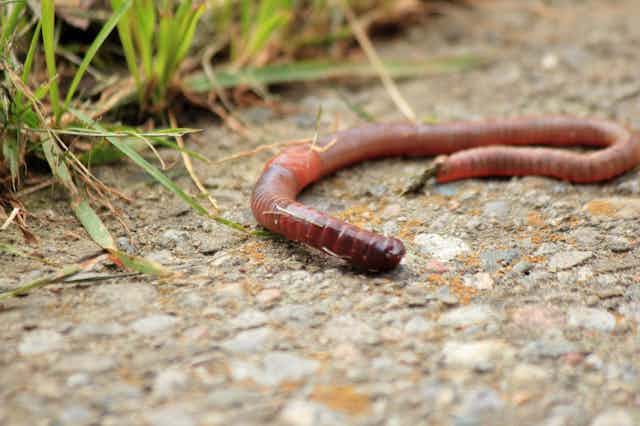 Curious Kids: Do worms have tongues?