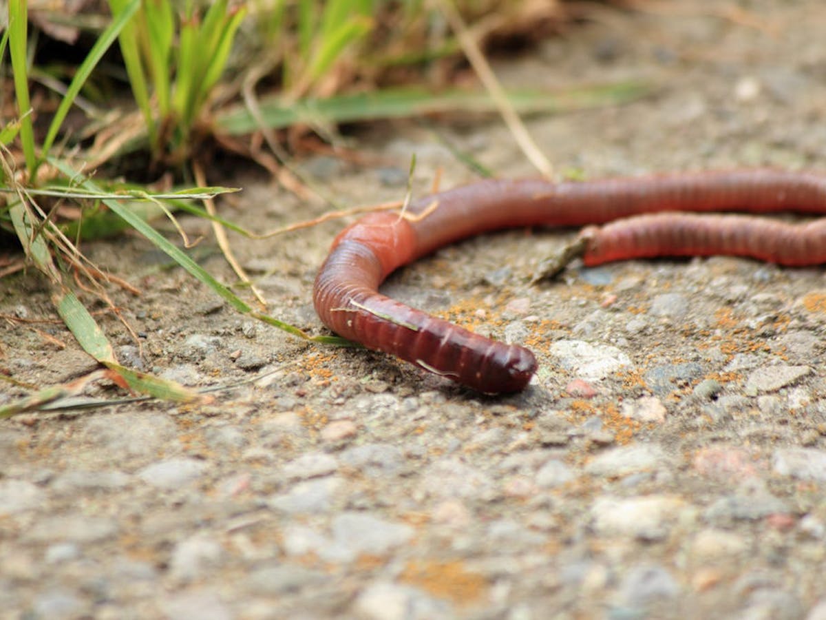 Curious Kids Do Worms Have Tongues Curious Kids Do Worms Have Tongues