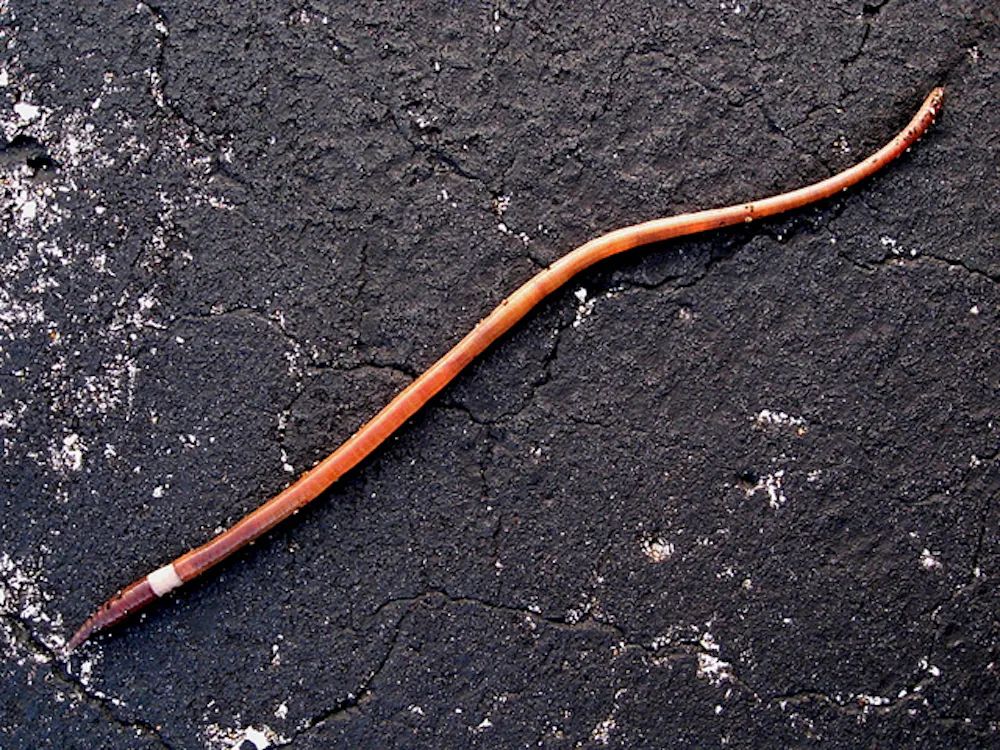 Worm Toothpick Curious Kids: Do worms have tongues?