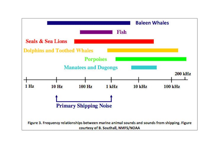 Your drive to the shops makes life pretty noisy for whales