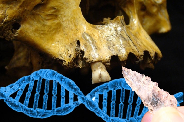 Ancient DNA increases the genetic time depth of modern humans