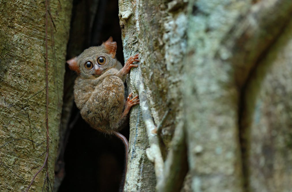55 Gambar Orang Utan Sedih Paling Keren 55 Gambar Orang Utan Sedih Paling Keren