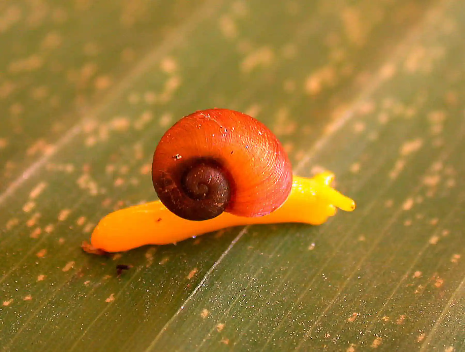 River shark and blue goanna among 1000 new species discovered in New Guinea