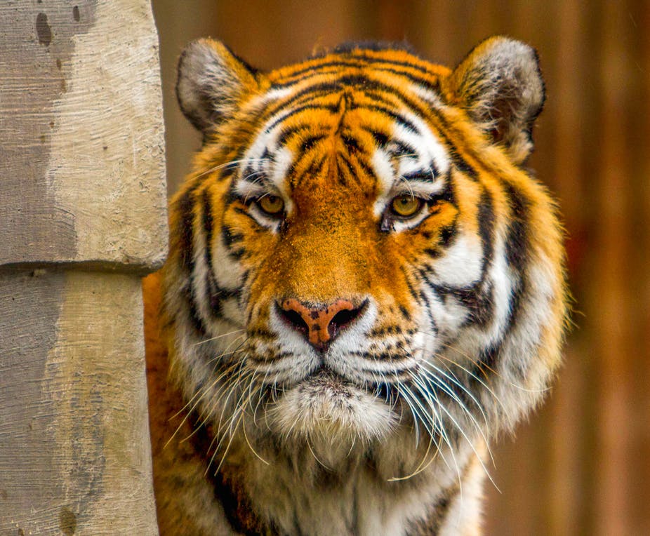 How to behave at a zoo – according to science