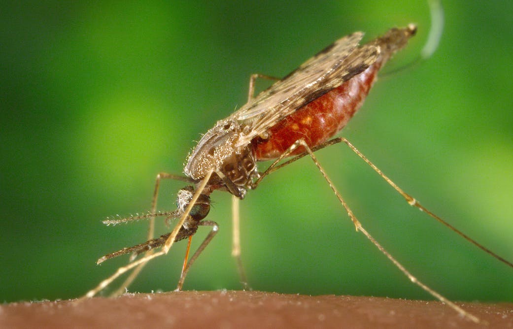 фото обычного комара