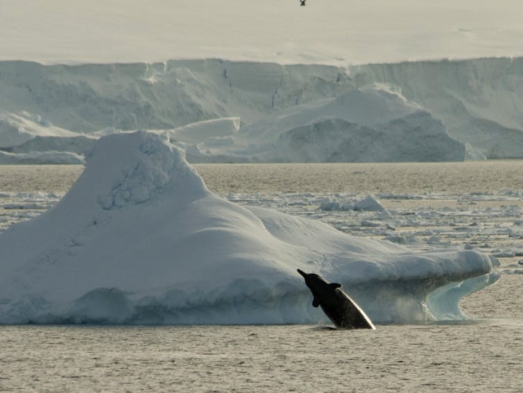 The lives of beaked whales are still a big mystery. Credit: Ted Cheeseman/wikipedia, CC BY-SA