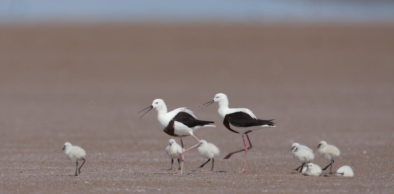 Banded stilts fly hundreds of kilometres to lay eggs that are over Banded stilts fly hundreds of kilometres to lay eggs that are over
