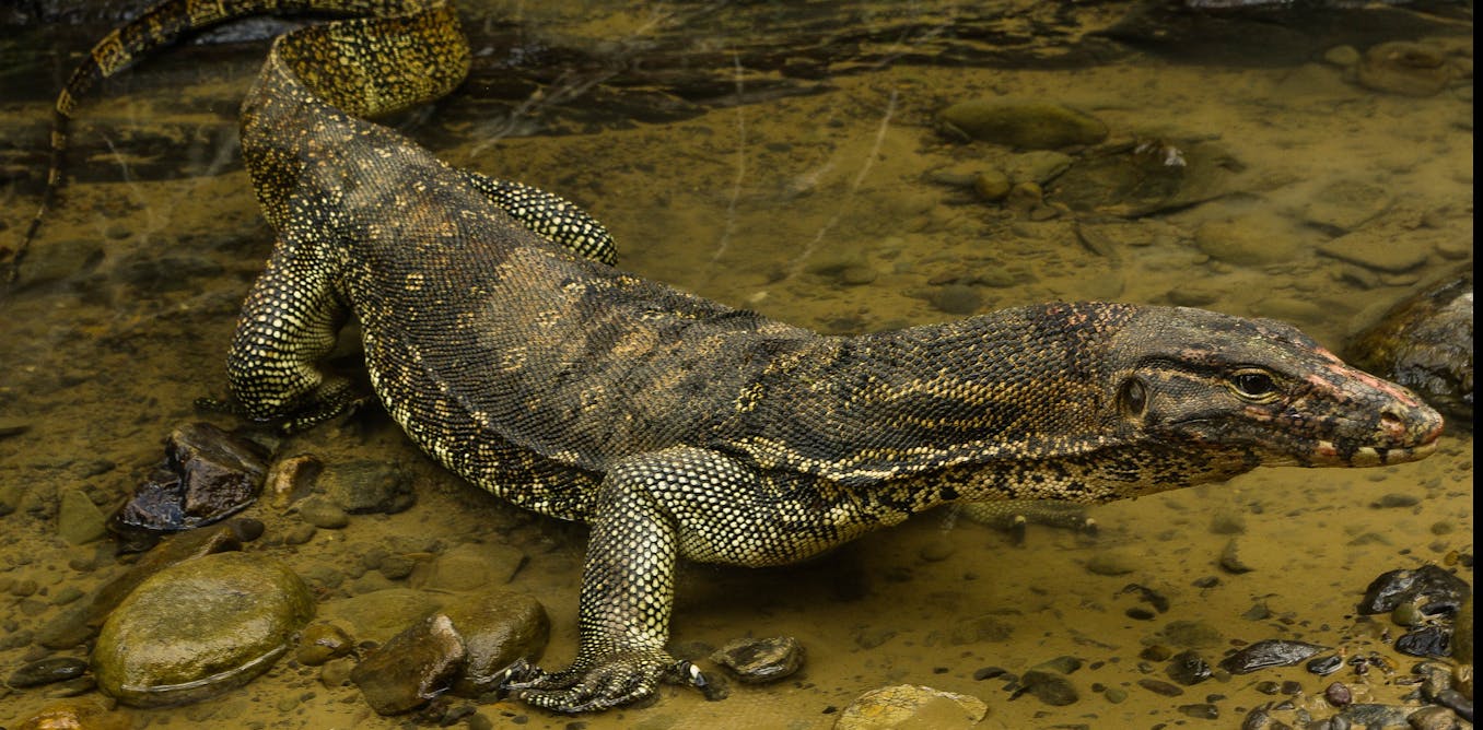 Giant Lizard picture