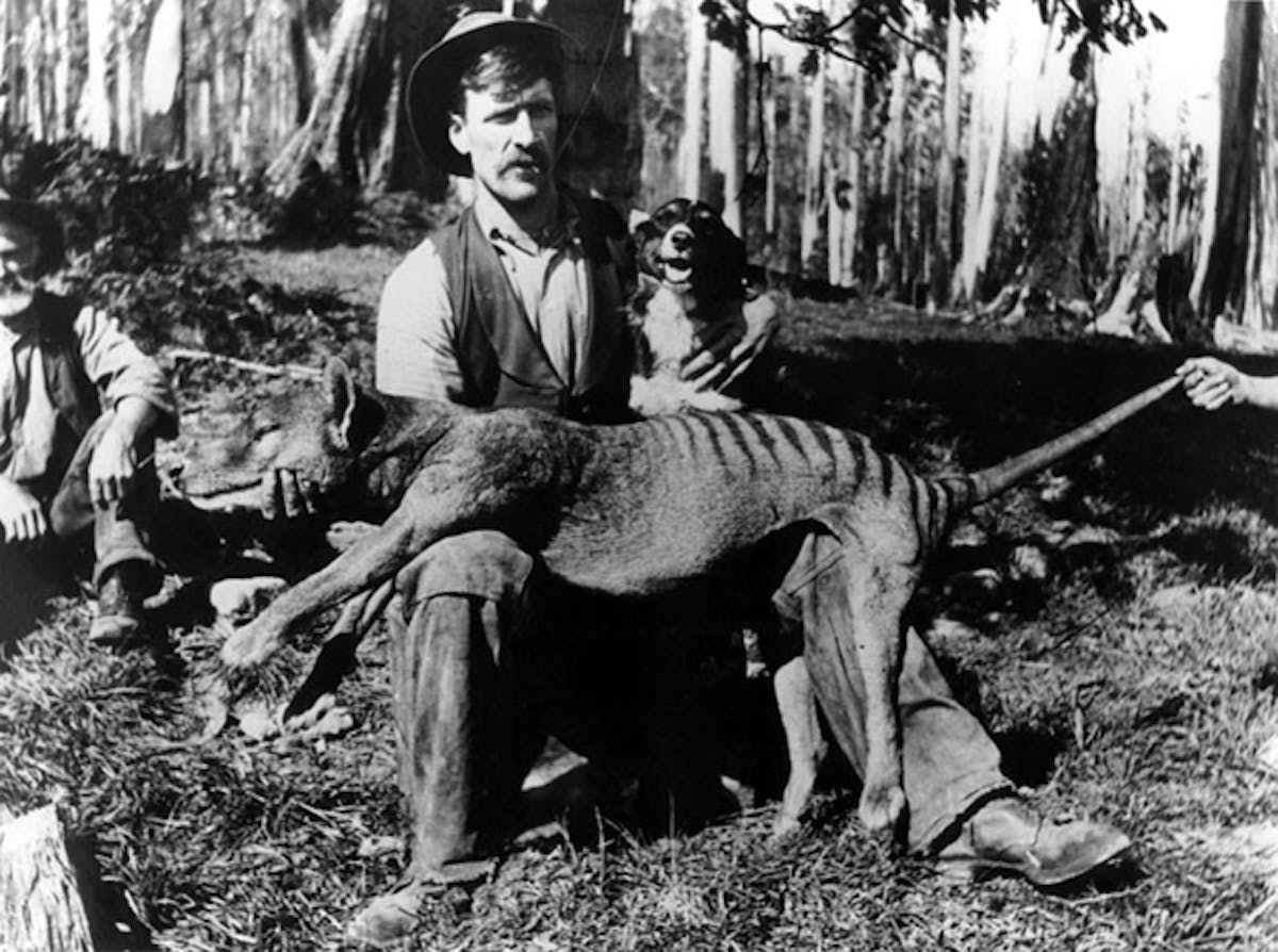 Why did the Tasmanian tiger go extinct?