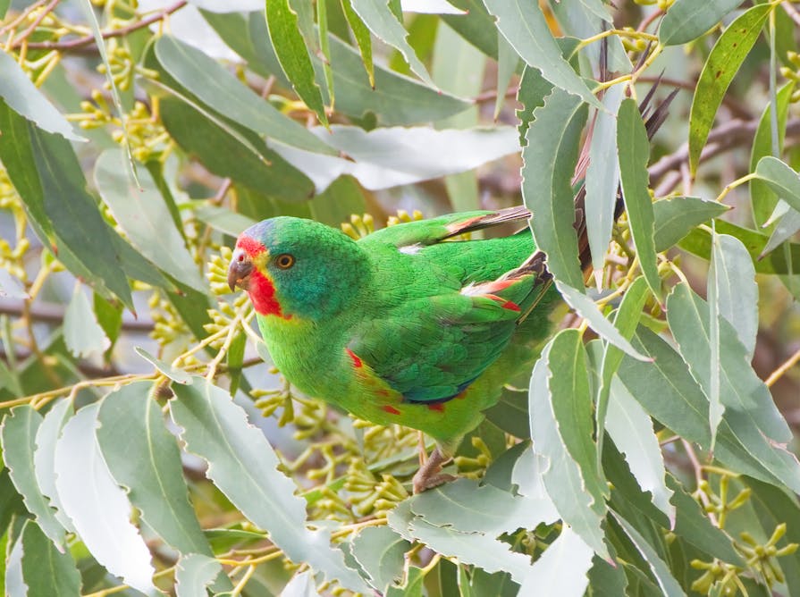 Swift parrots need protection from sugar gliders, but that’s not enough