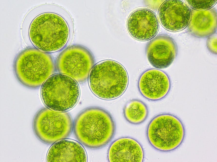 Культивирование одноклеточных водорослей. Хлорелла вульгарис. Одноклеточная водоросль хлорелла. Микроводоросли хлорелла. Одноклеточная зеленая водоросль хлорелла.