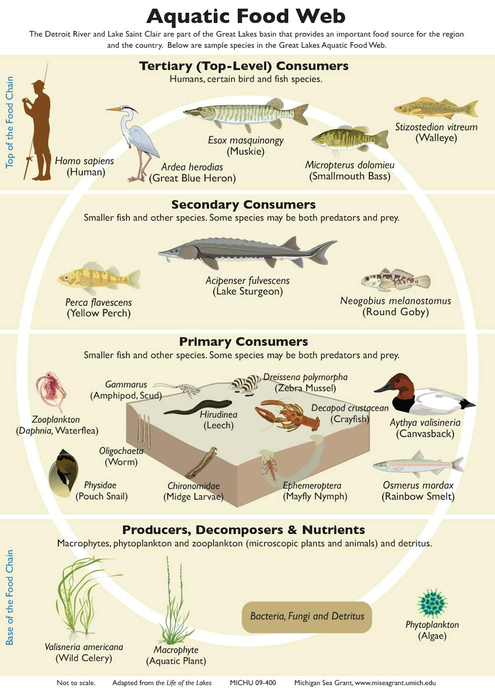 Micro solutions for a macro problem How marine algae could help feed Biology Diagrams