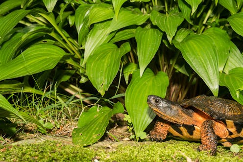 The Illegal Turtle Trade Why I Keep Secrets | Why is forex trading illegal in canada The Illegal Turtle Trade Why I Keep Secrets -