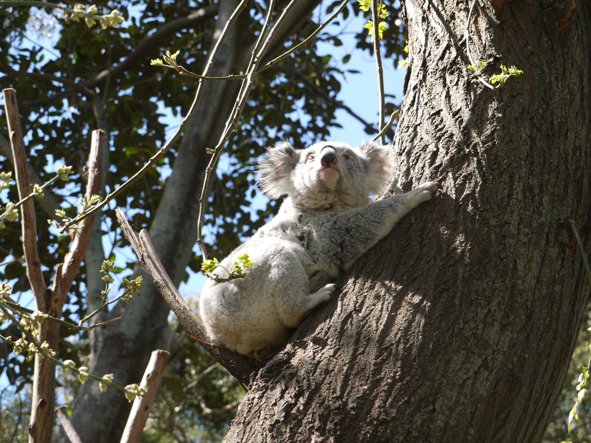 Drop, bears chronic stress and habitat loss are flooring koalas