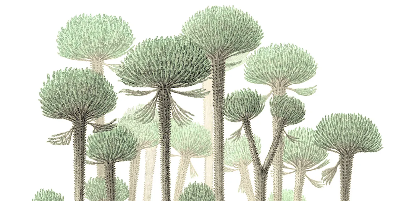 How the first trees grew so tall with hollow cores – new research