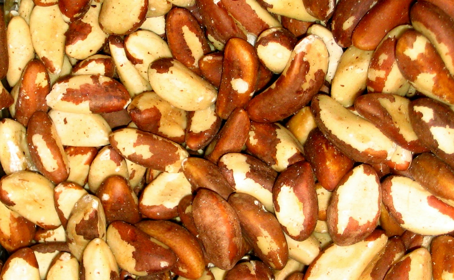 growing brazil nuts