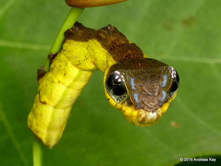 Paranormal Insects Every day is Halloween for these eerie insects