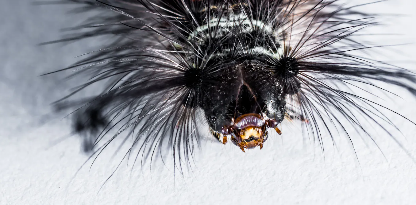Macabrely Insect Every day is Halloween for these eerie insects
