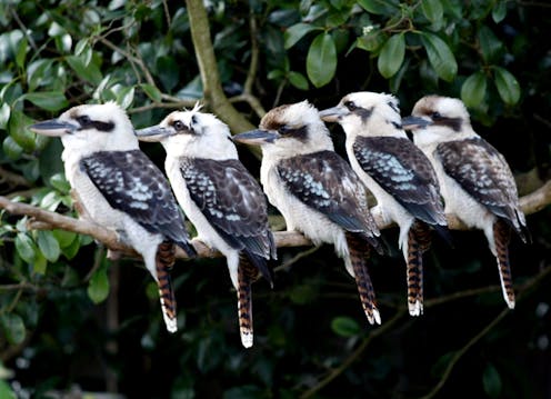 Citizen Scientists Count Nearly 2 Million Birds And Reveal A