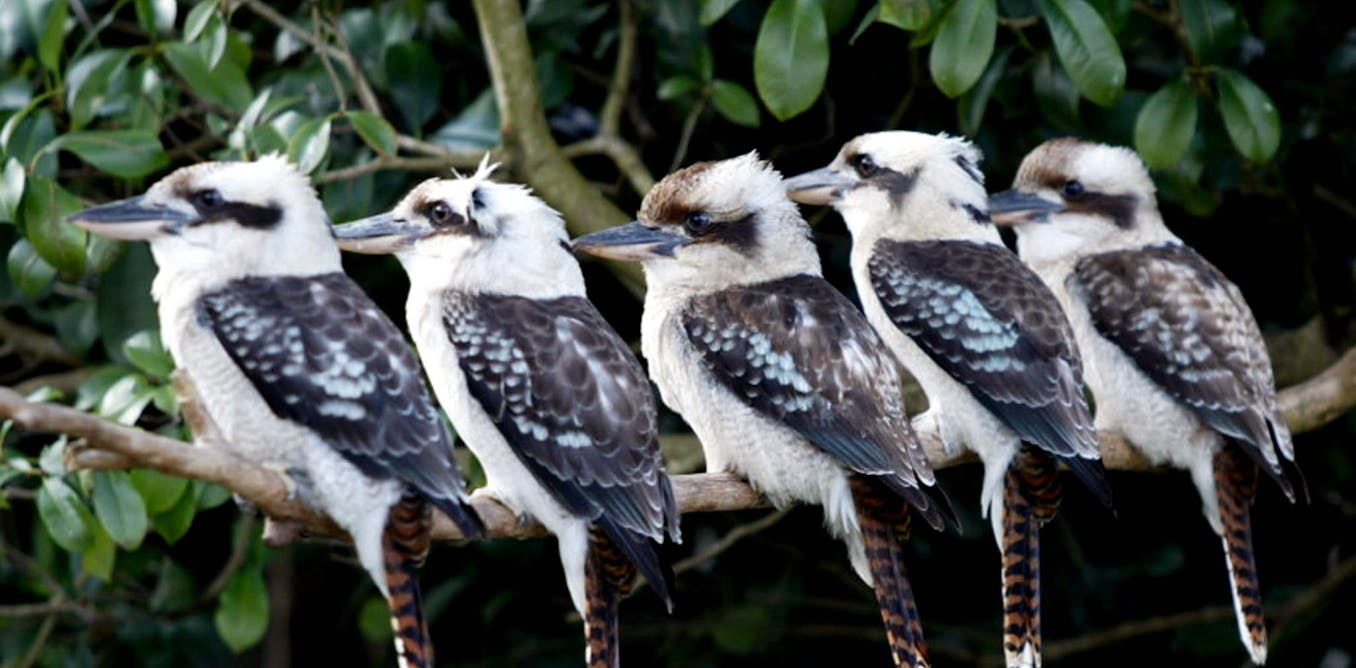 of charter format 2 reveal birds million nearly Citizen scientists and count of charter format 2 reveal birds million nearly Citizen scientists and count