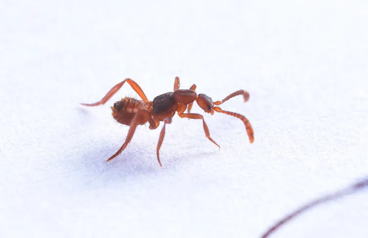 Paranormal Insects Every day is Halloween for these eerie insects