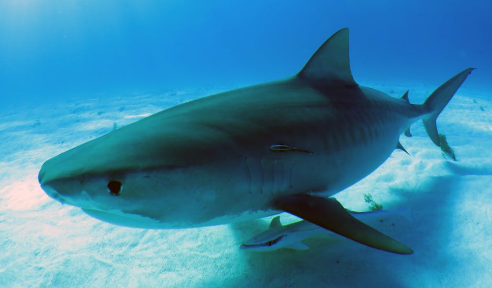Why Do Shark Bites Seem To Be More Deadly In Australia Than Elsewhere