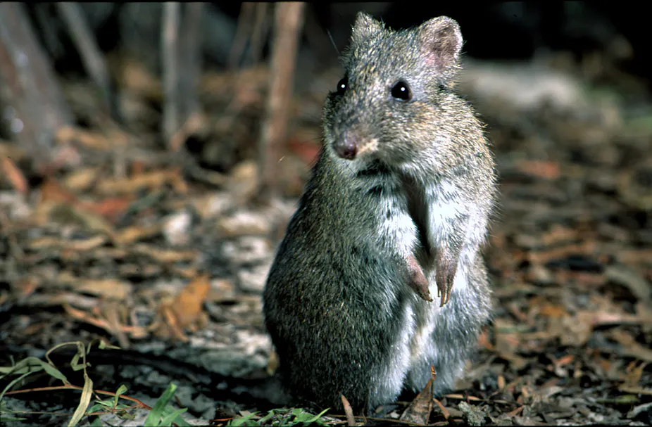 Australian Endangered Species Gilbert s Potoroo australian-endangered-species-gilbert-s-potoroo