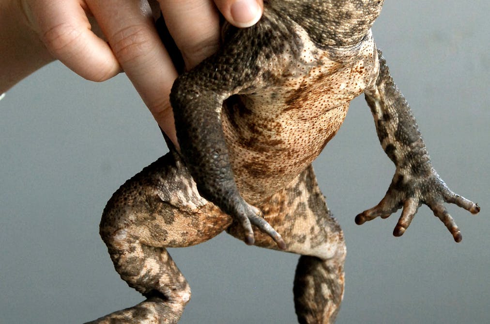 a research on the australian cane toad In this study, the researchers tested the effect, essentially setting up a cane toad race radio tags allowed the scientists to track the toads dr ben phillips from james cook. a research on the australian cane toad In this study, the researchers tested the effect, essentially setting up a cane toad race radio tags allowed the scientists to track the toads dr ben phillips from james cook.