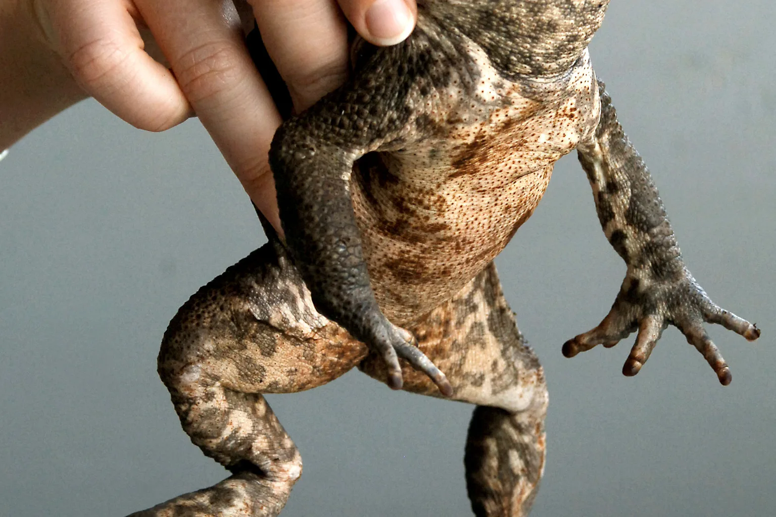 Tuod Insect The toad we love to hate