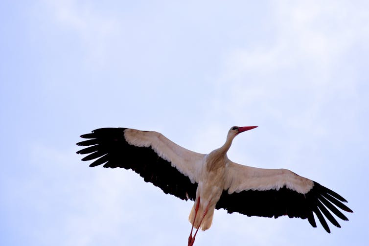 Storks nude photos