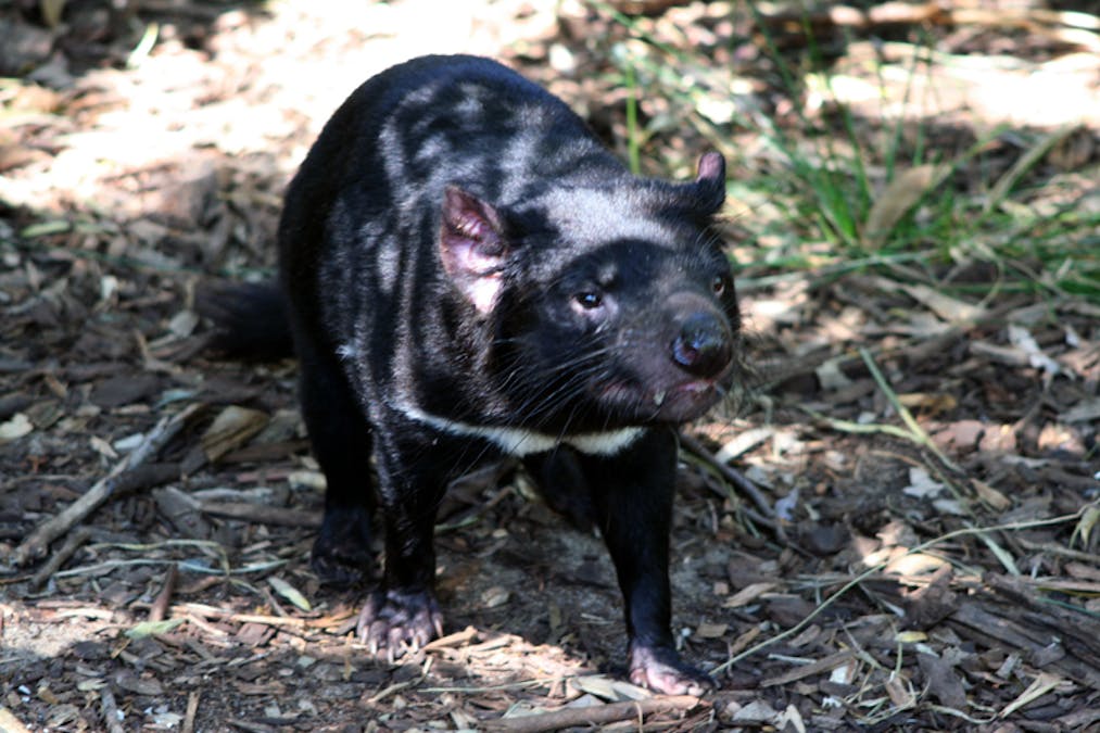 Genome map project uncovers first Tasmanian devil to fight off face tumour