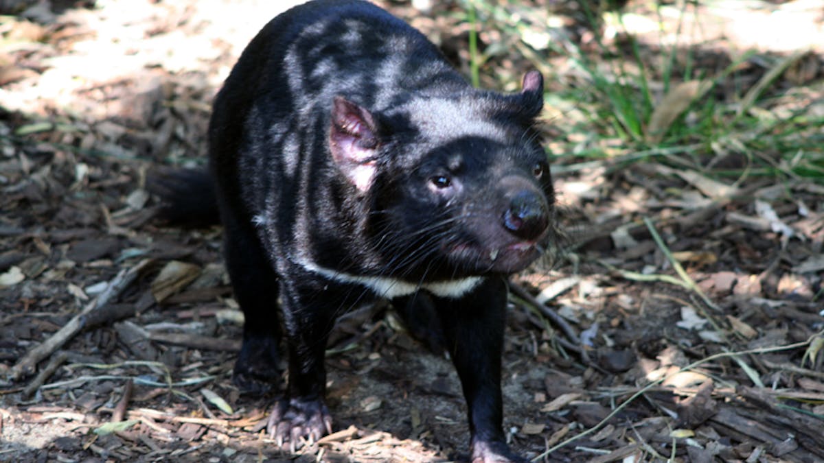 Genome map project uncovers first Tasmanian devil to fight off face tumour