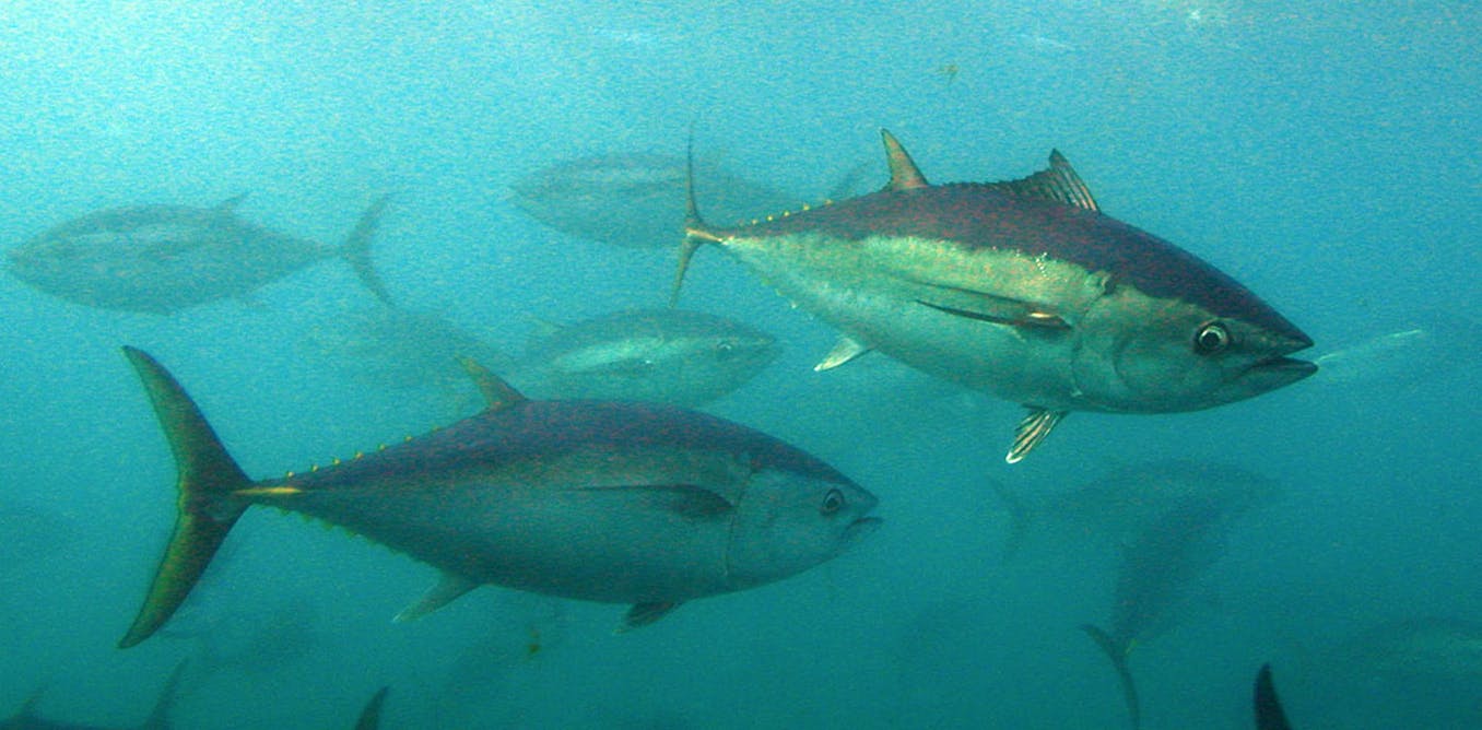 Тунец Bluefin. Thunnus maccoyii. Тунец елу фин рыба. Малёк рыба тунец.