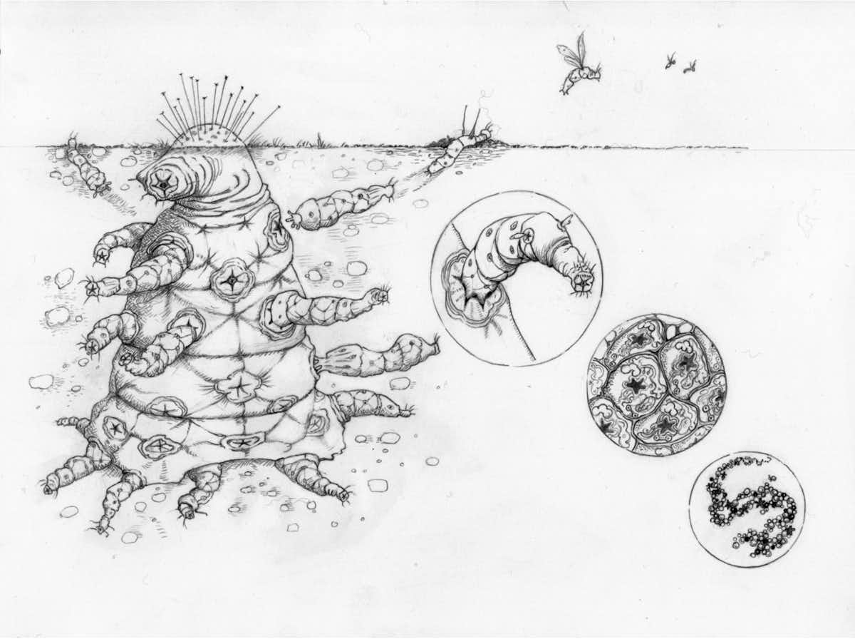 What evolutionary theory can teach us about the appearance of aliens