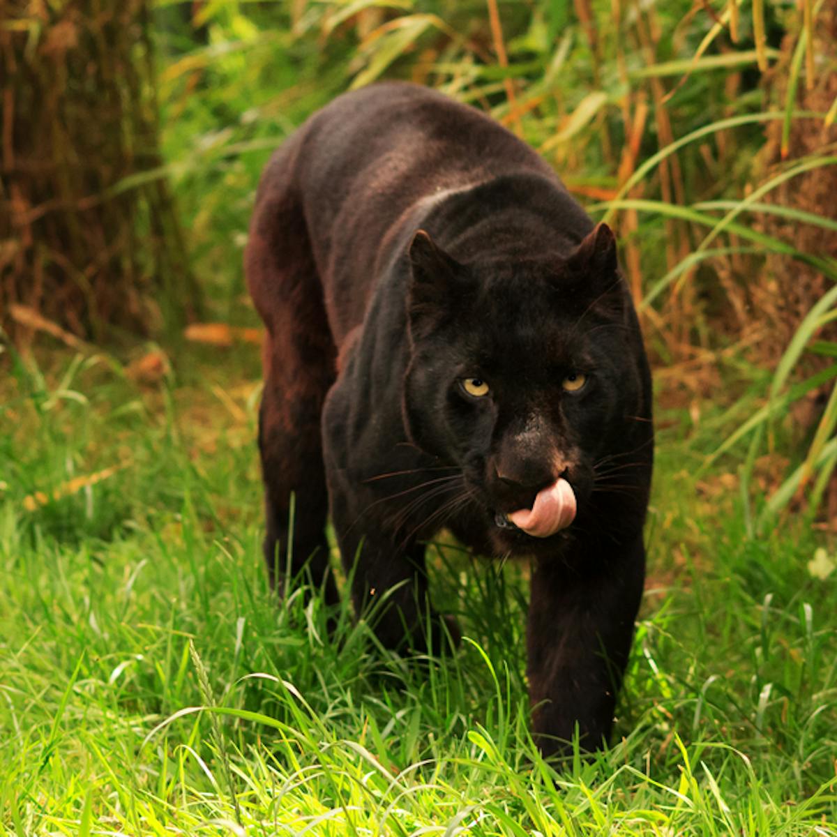 big cats in britain urban myth or