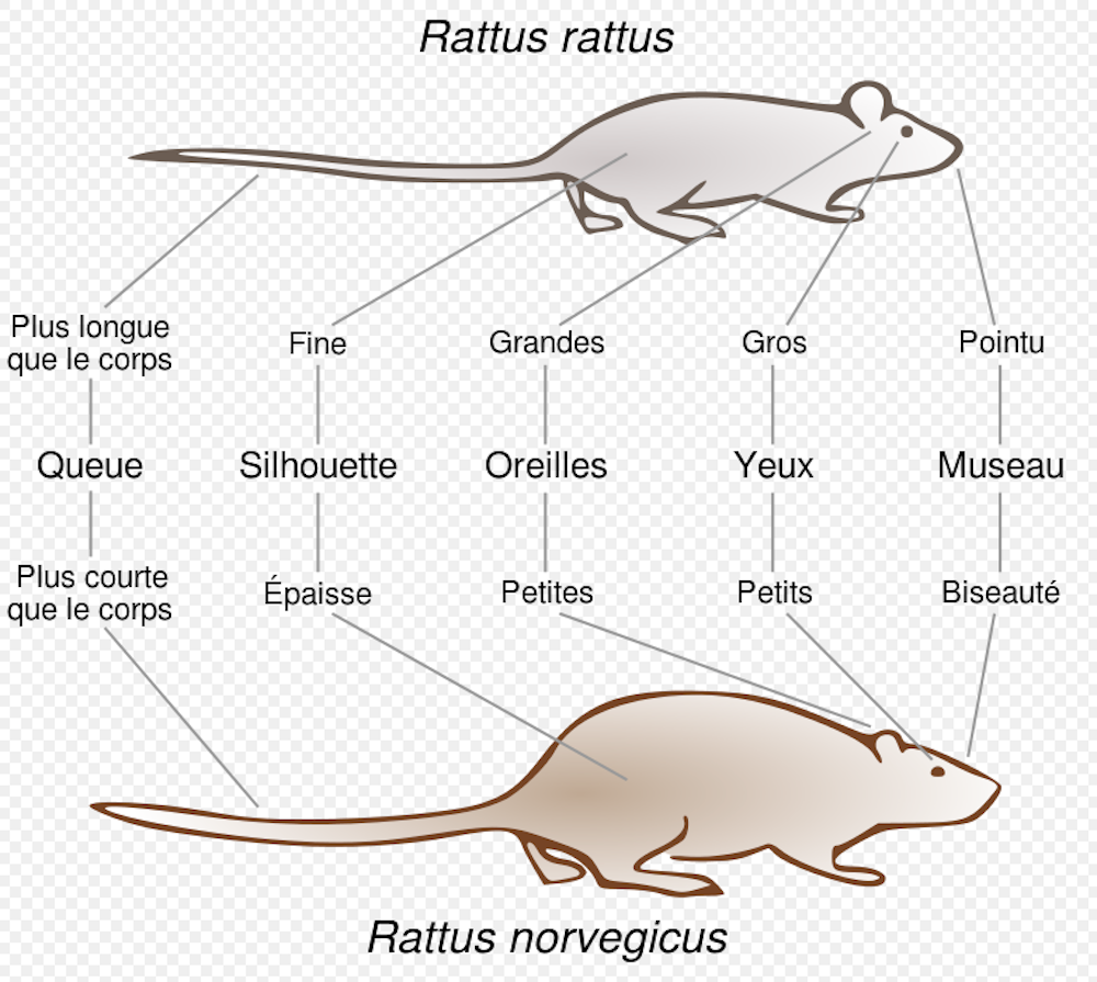 En Direct Des Especes Qui Est Vraiment Le Rat Brun Ce Petit Mammifere Citadin En Direct Des Especes Qui Est Vraiment Le Rat Brun Ce Petit Mammifere Citadin