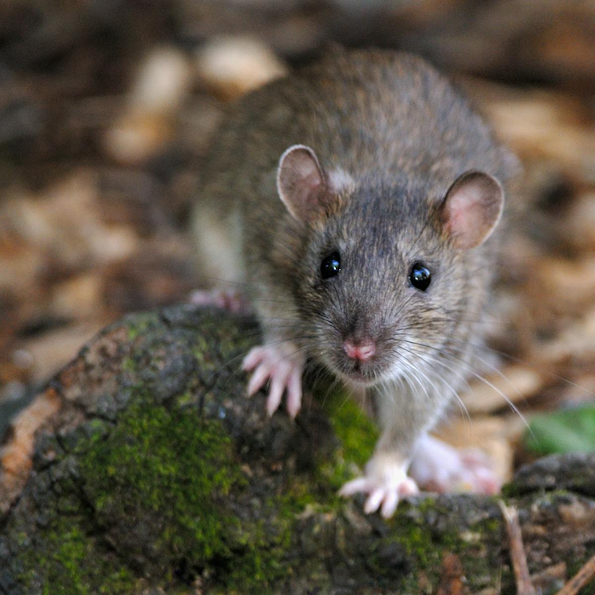 En Direct Des Especes Qui Est Vraiment Le Rat Brun Ce Petit Mammifere Citadin En Direct Des Especes Qui Est Vraiment Le Rat Brun Ce Petit Mammifere Citadin