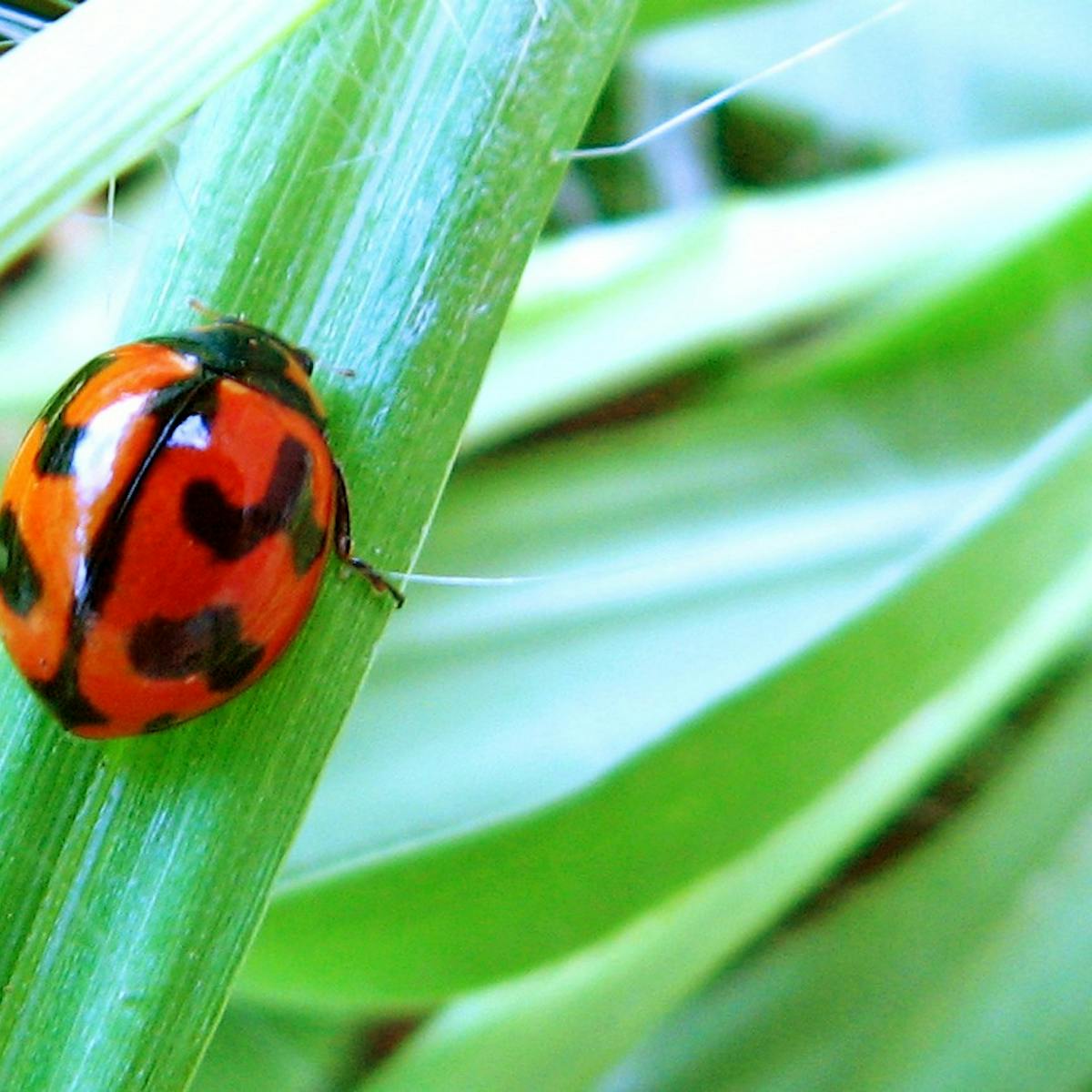 Get Five Reasons Not To Spray The Bugs In Your Garden This Summer For Android Free Get Wallpaper Five Reasons Not To Spray The Bugs In Your Garden This Summer For Android Free