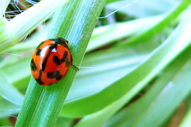 Five reasons not to spray the bugs in your garden this summer
