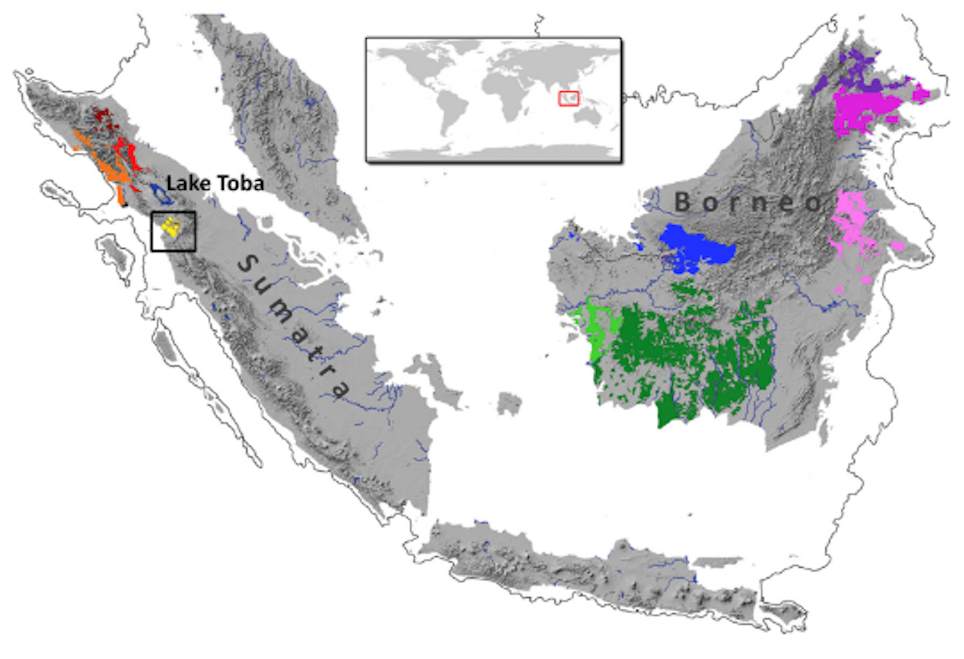 How We Discovered A New Species Of Orangutan In Northern Sumatra   File 20171103 26483 J9yeu6 