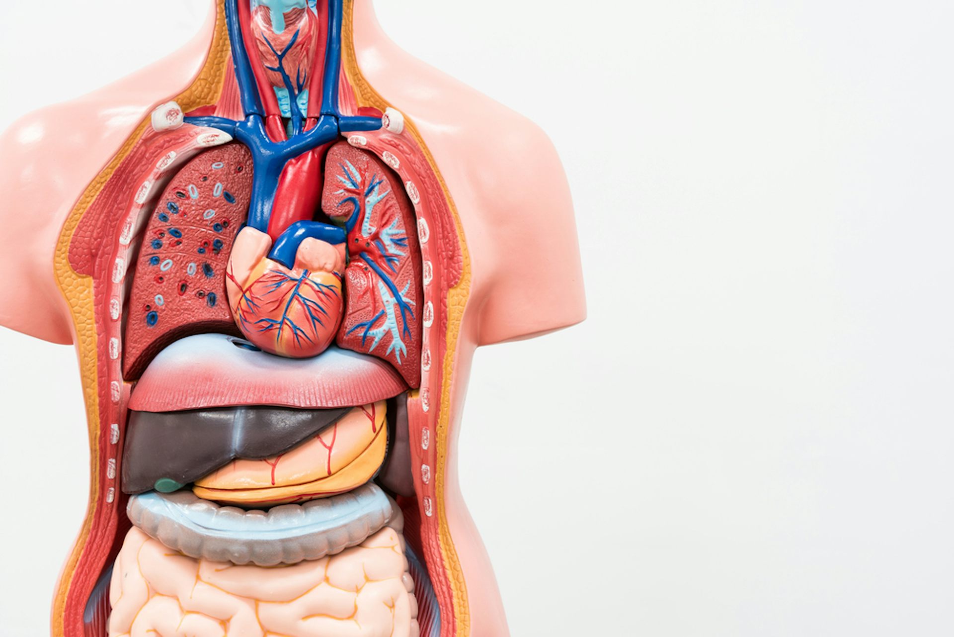 Фото анатомии человека женщин внутренних органов. Внутренние органы. Анатомия человека. Строение тела человека.
