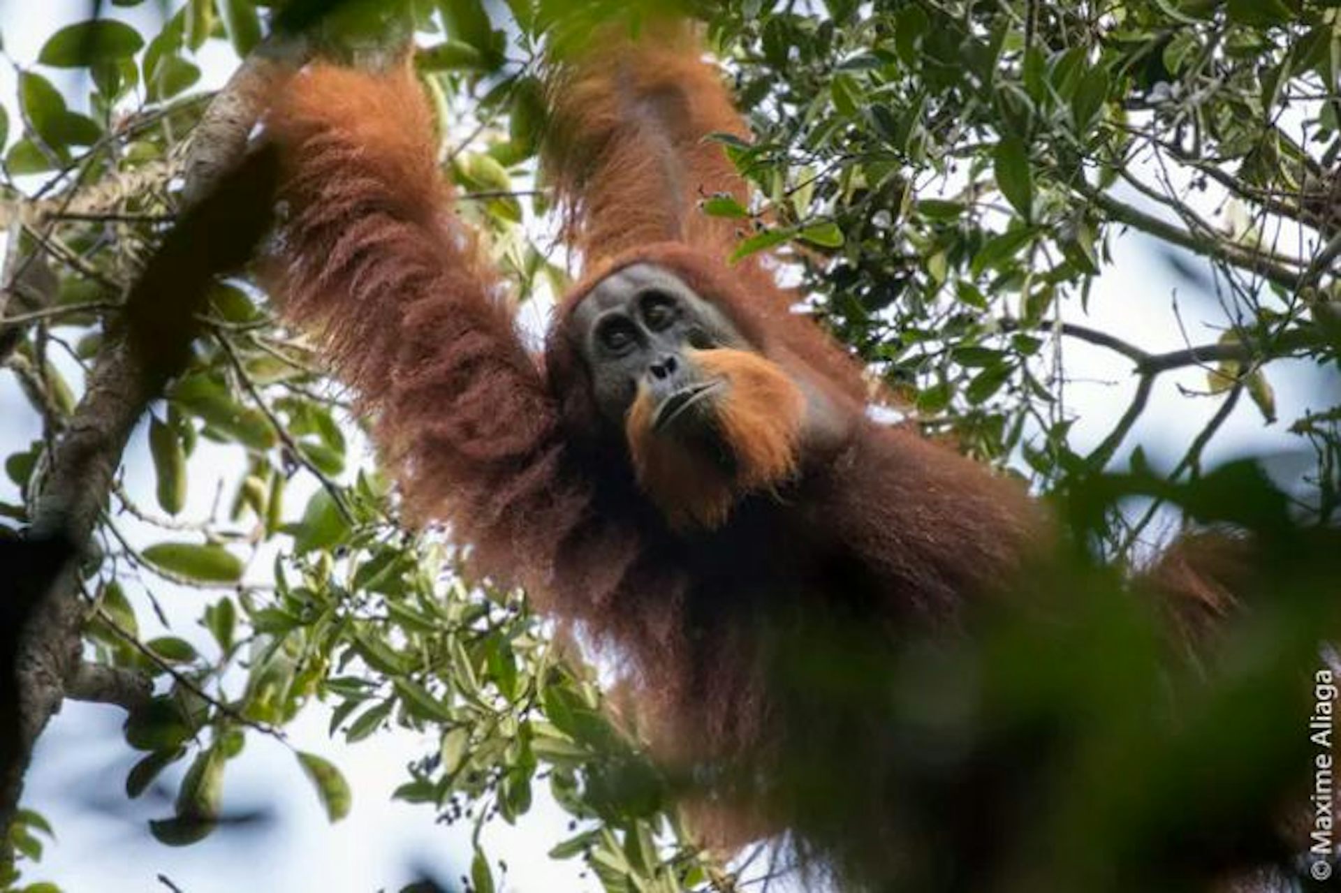 Orangutan Tapanuli