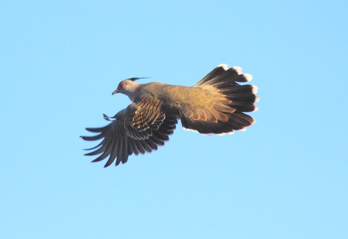 Звук птиц медитация. Птица без шерсти. Rock Pigeon Flying. The Flying Pigeon v 2.0. Crest-Flying.