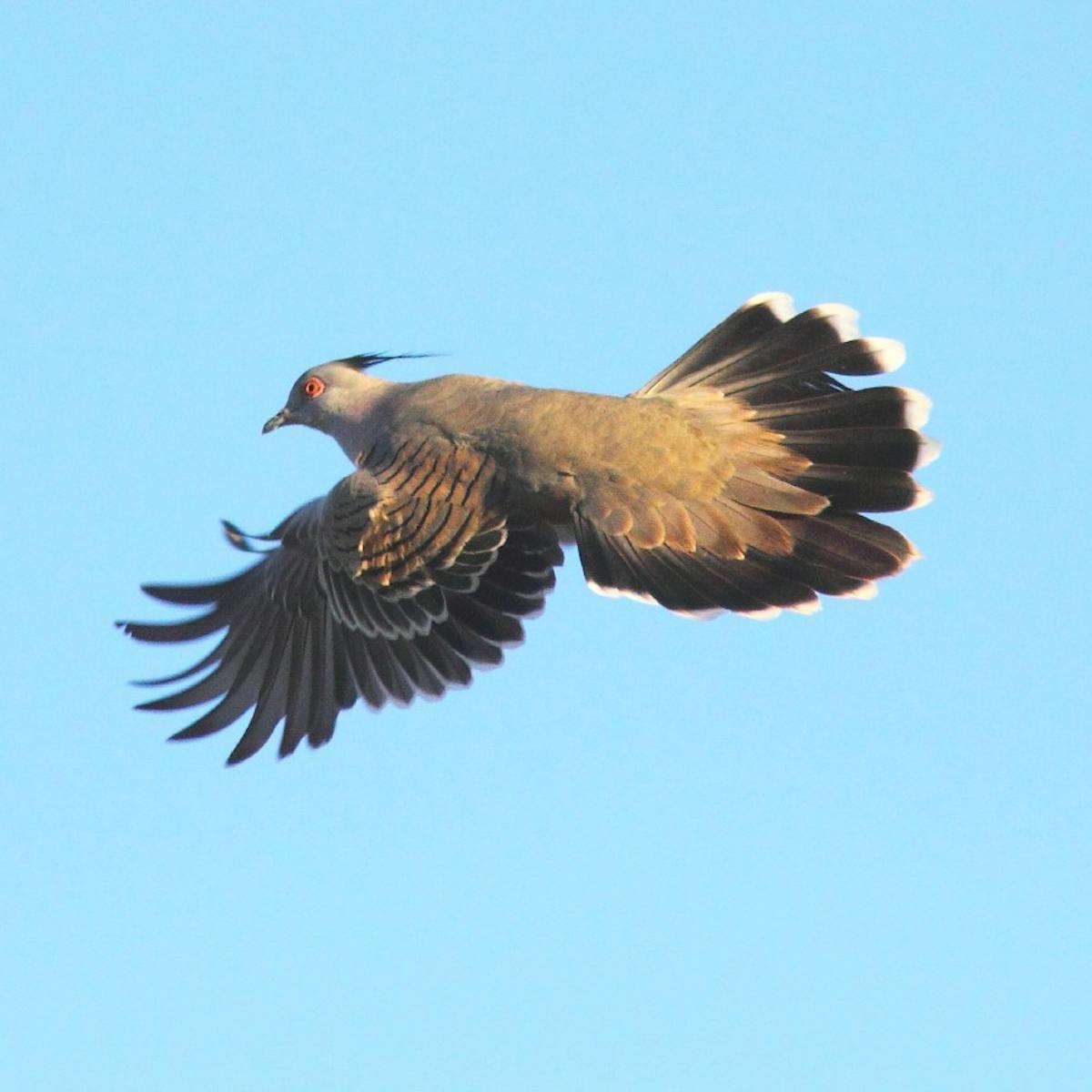 Как сделать звук птицы руками. Птица без шерсти. Rock Pigeon Flying. The Flying Pigeon v 2.0. Crest-Flying.