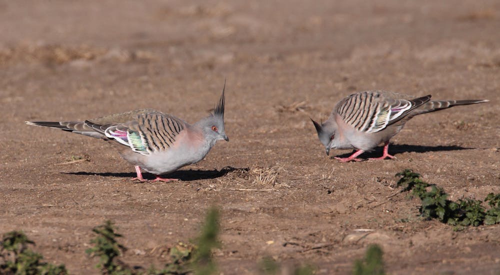 Pigeon Pigeon